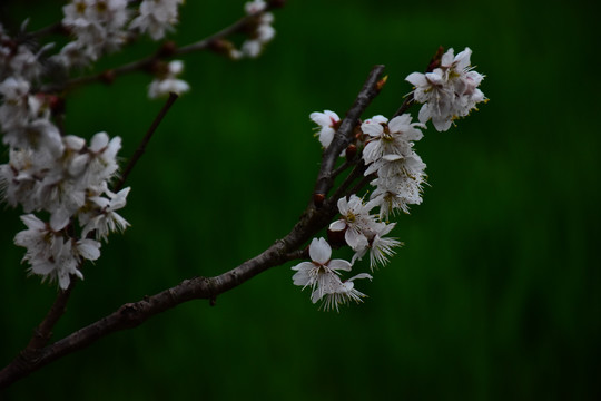 东京樱花