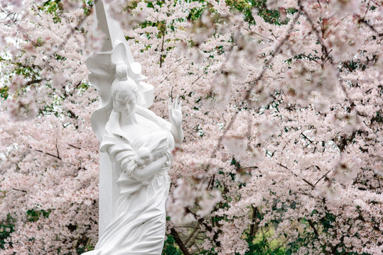 杭州少儿公园满陇桂雨雕像樱花