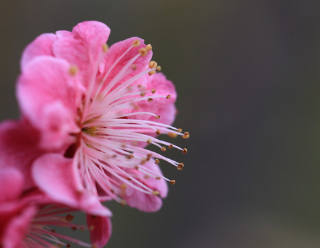 梅花