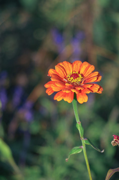 百日菊