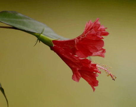 木槿花