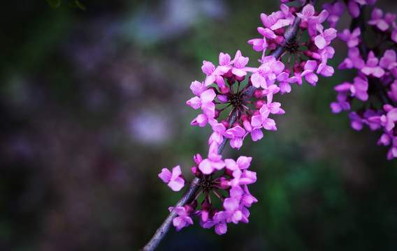 紫荆花