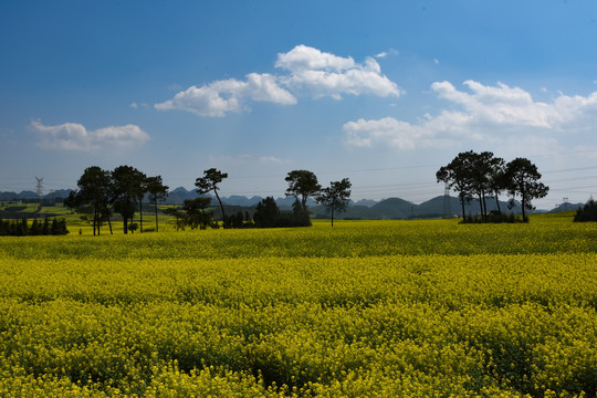 罗平油菜花