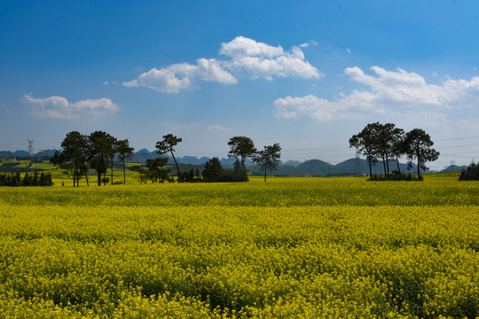 罗平油菜花