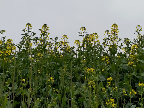 油菜花