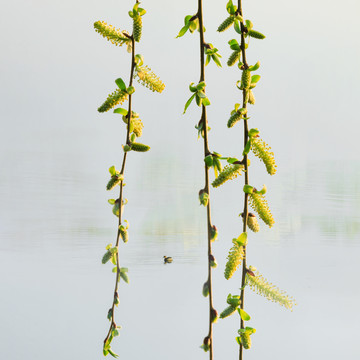 柳芽柳条野鸭