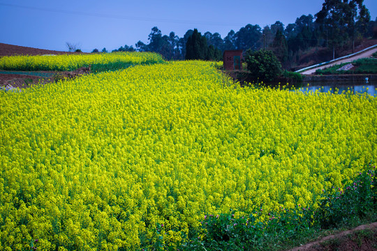 油菜花