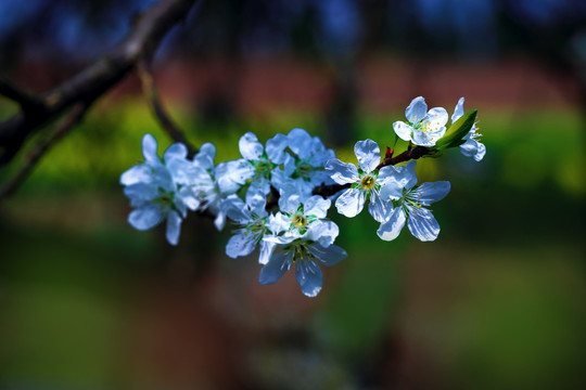 李子花