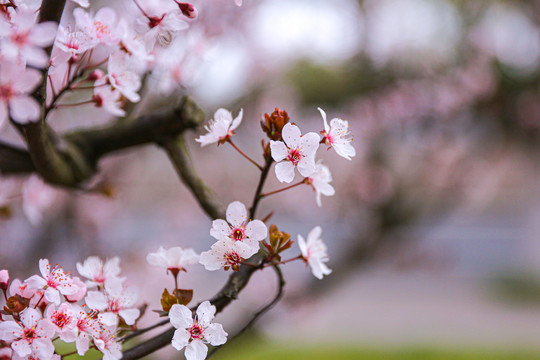 樱花