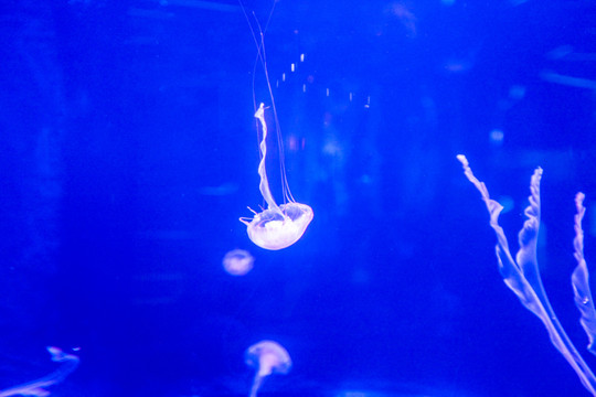 海葵水母