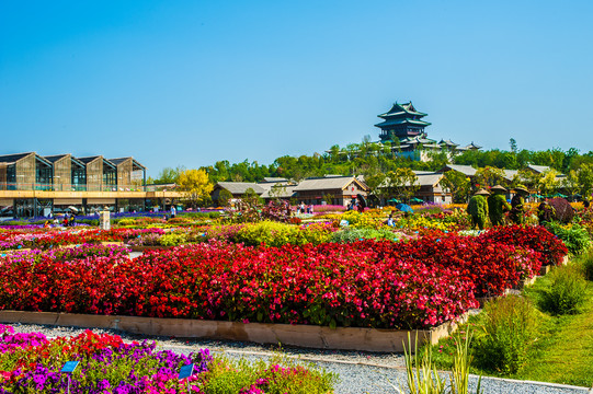 北京世园会园艺小镇花海花田