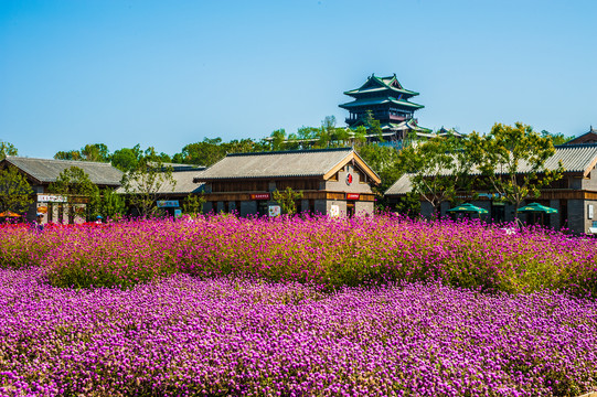 北京世园会园艺小镇花海花田