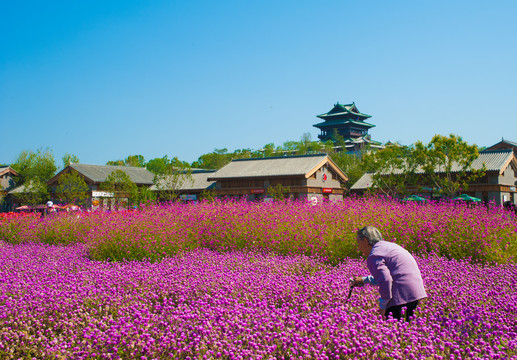 北京世园会园艺小镇花海花田