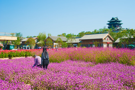 北京世园会园艺小镇花海花田