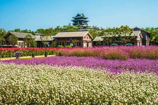 北京世园会园艺小镇花海花田