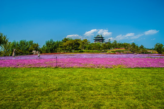 北京世园会花田风景