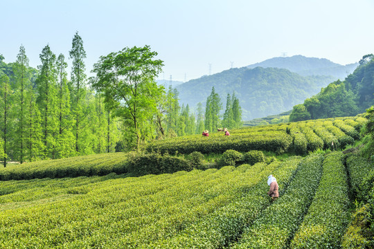 有机茶园双手采茶