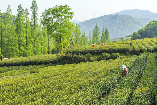 高山采茶