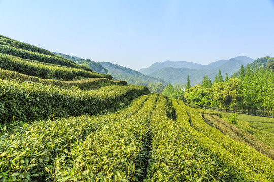 高山有机茶园