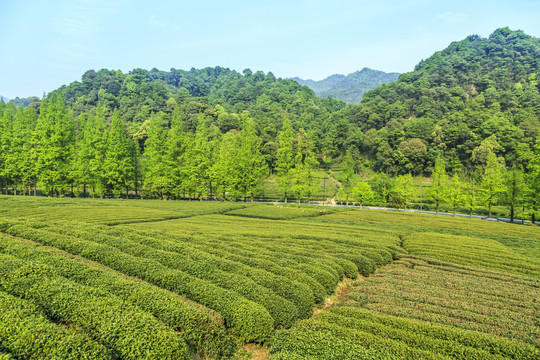 杭州西湖龙井茶乡