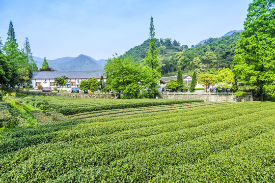 茶叶种植