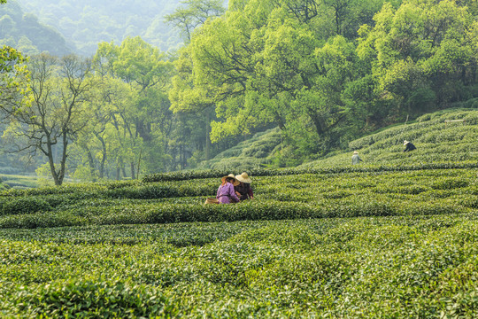 有机茶园人工采茶