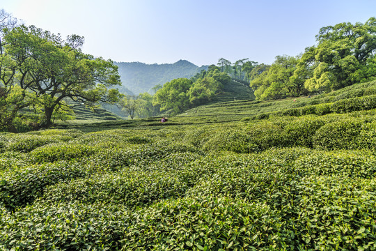 龙井茶树有机茶园