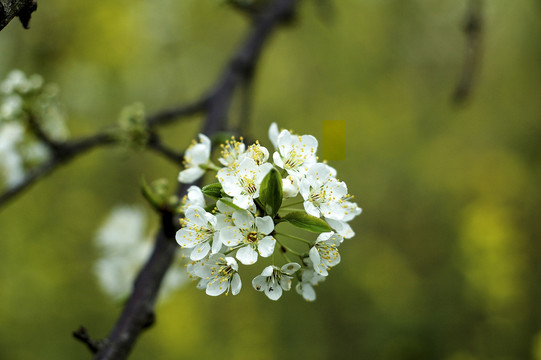 樱花1李花