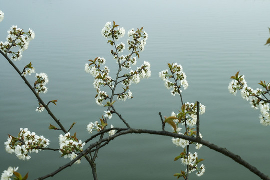 樱花1李花