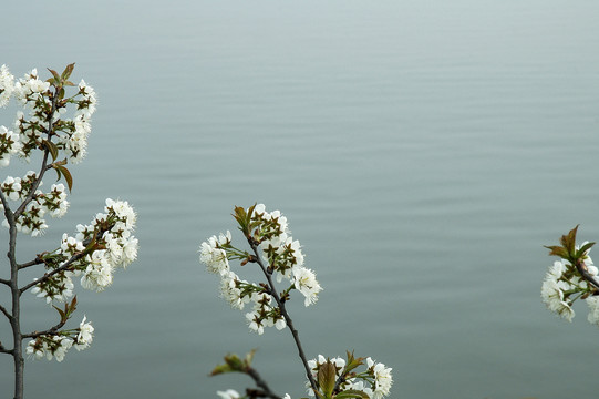 樱花1李花