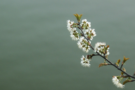 樱花1李花