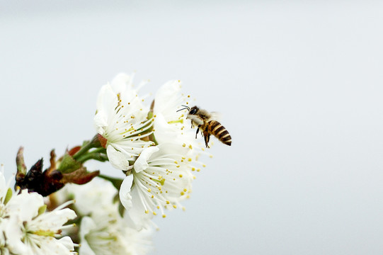 樱花1蜜蜂