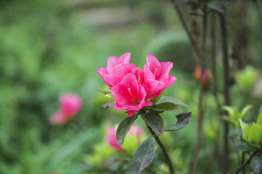 杜鹃花