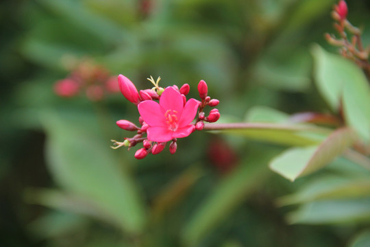 变叶蝴蝶花