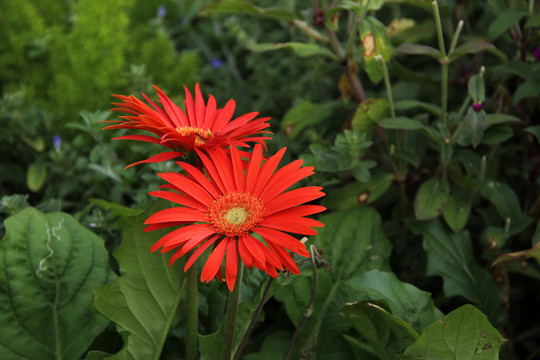 非洲菊