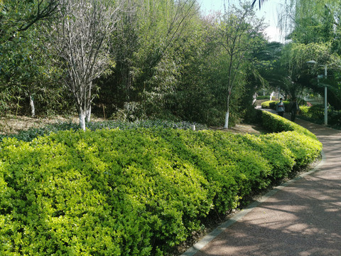 公园道路游路休闲步道景观