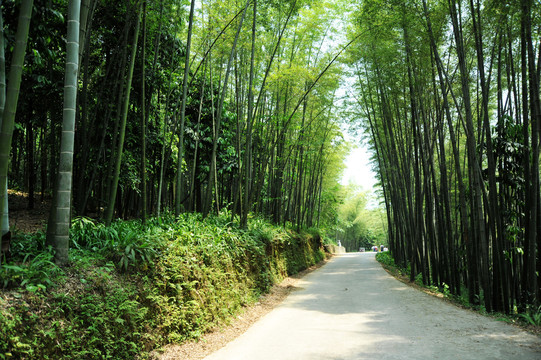 林荫小道竹园小路