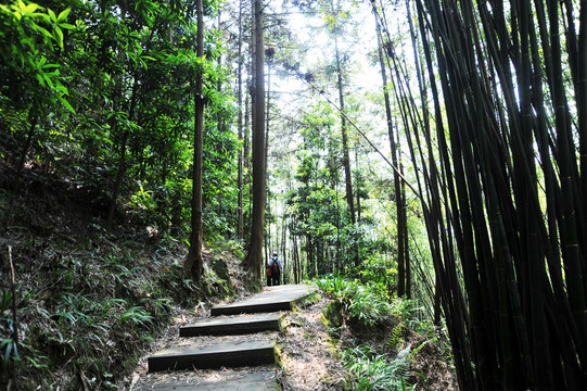 竹林小道竹林深处