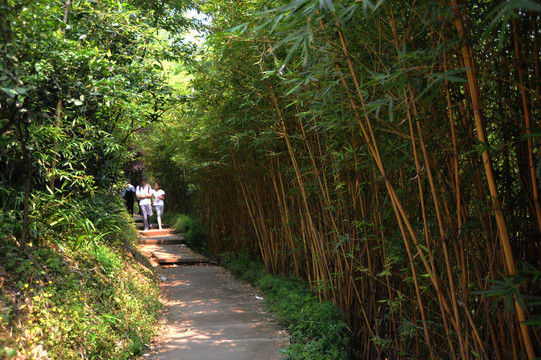 竹林小道竹林素材