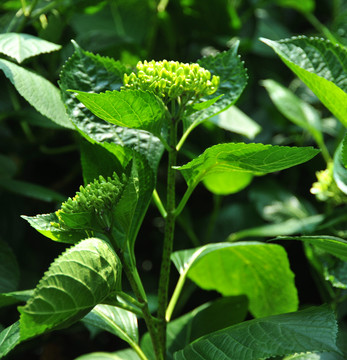 草绣球八仙花粉花团紫阳花