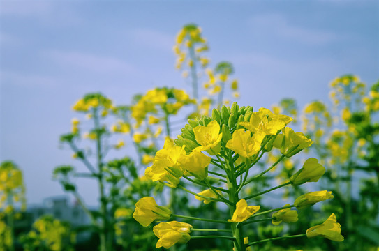 油菜花开