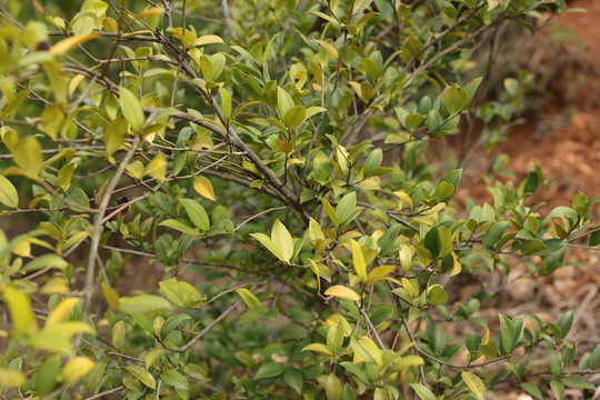 油茶树