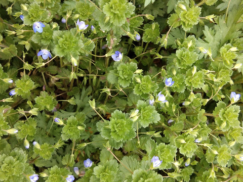 小草野花