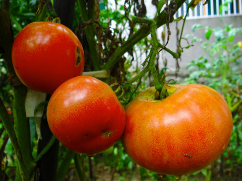 西红柿十一