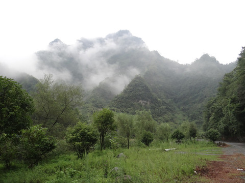 高山云雾三