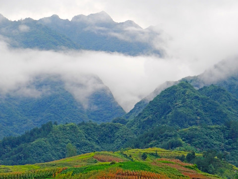 高山云雾九