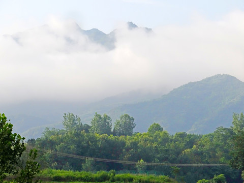 高山云雾三