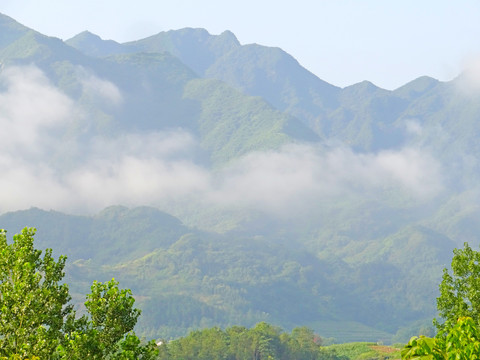 高山云雾