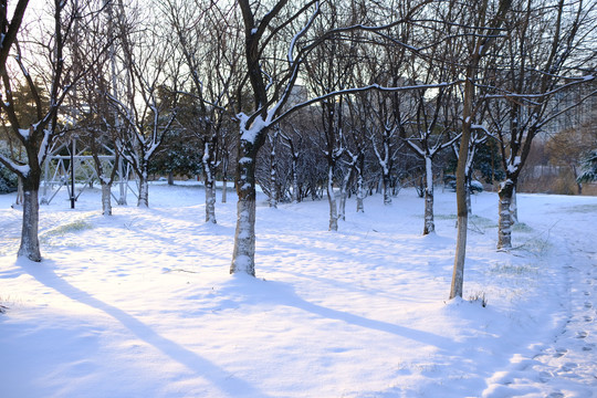 雪后阳光树林