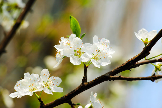 李花